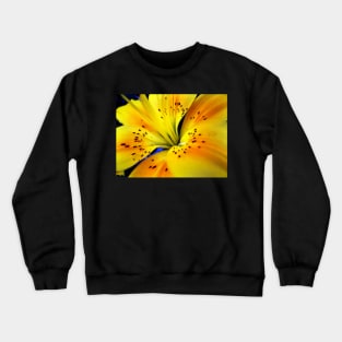 Lily Crewneck Sweatshirt